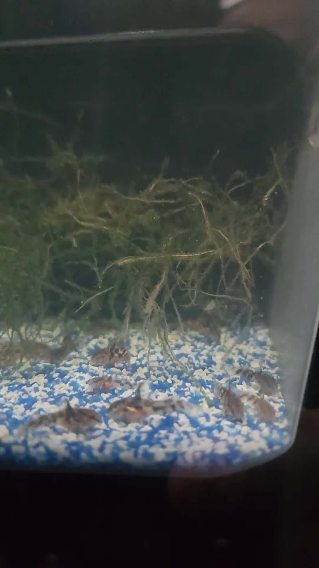 @voyeurs of aquatics