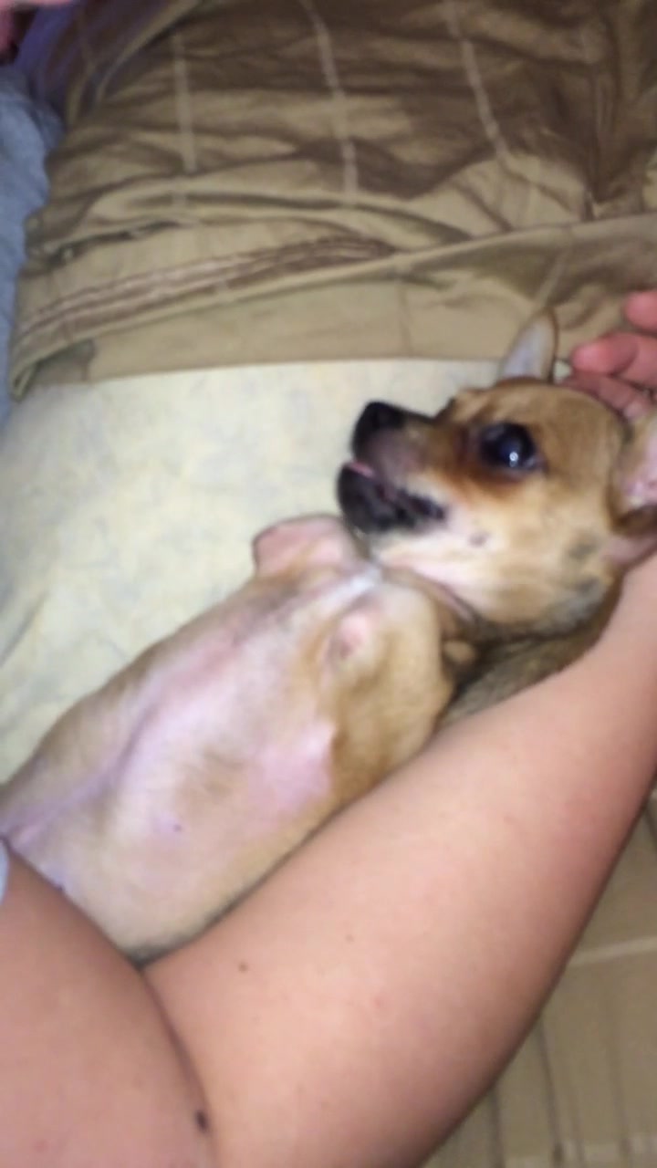 @TurboRoo the 2Legged Chihuahua