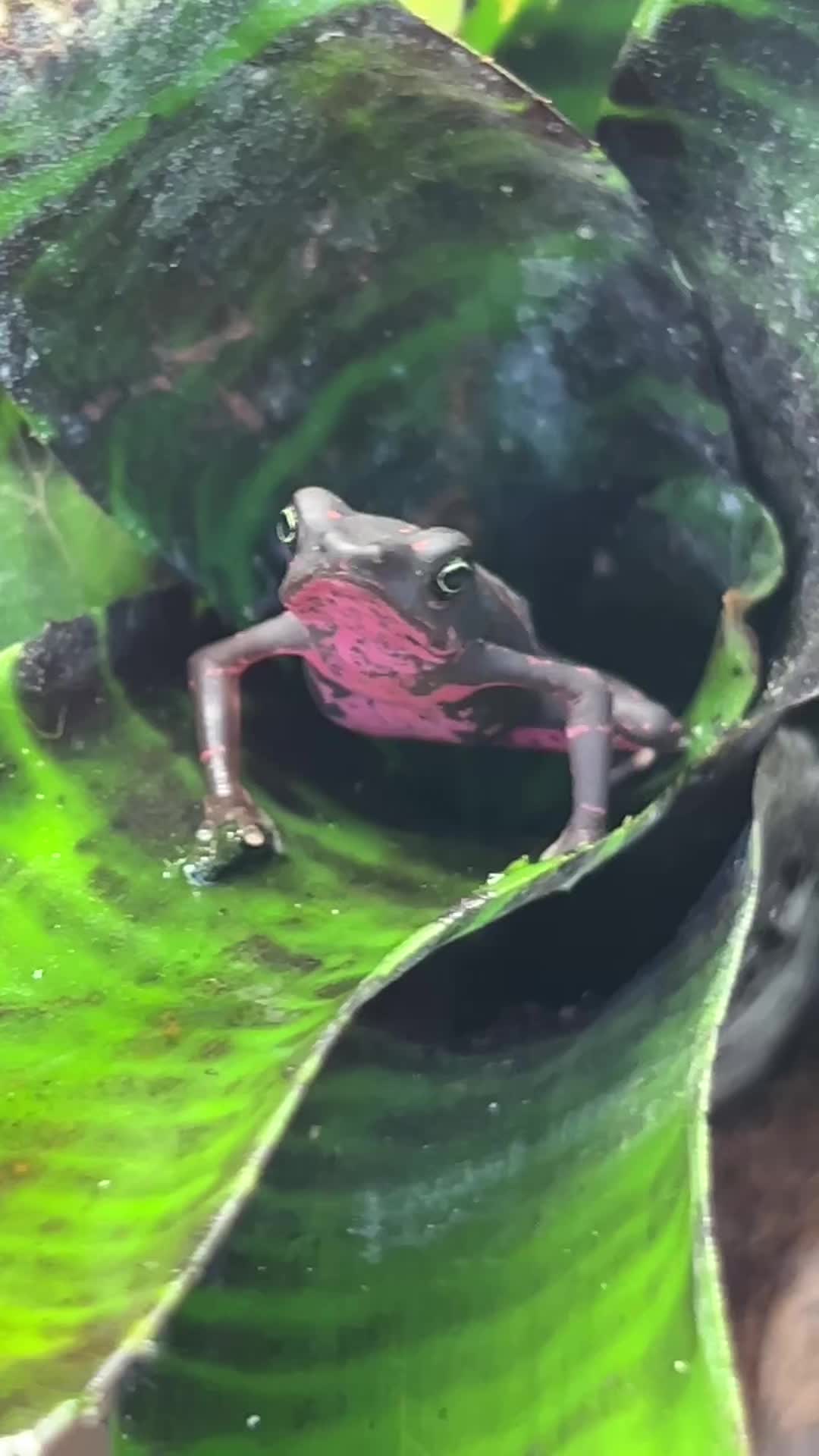 @Finn’s Frog Farm