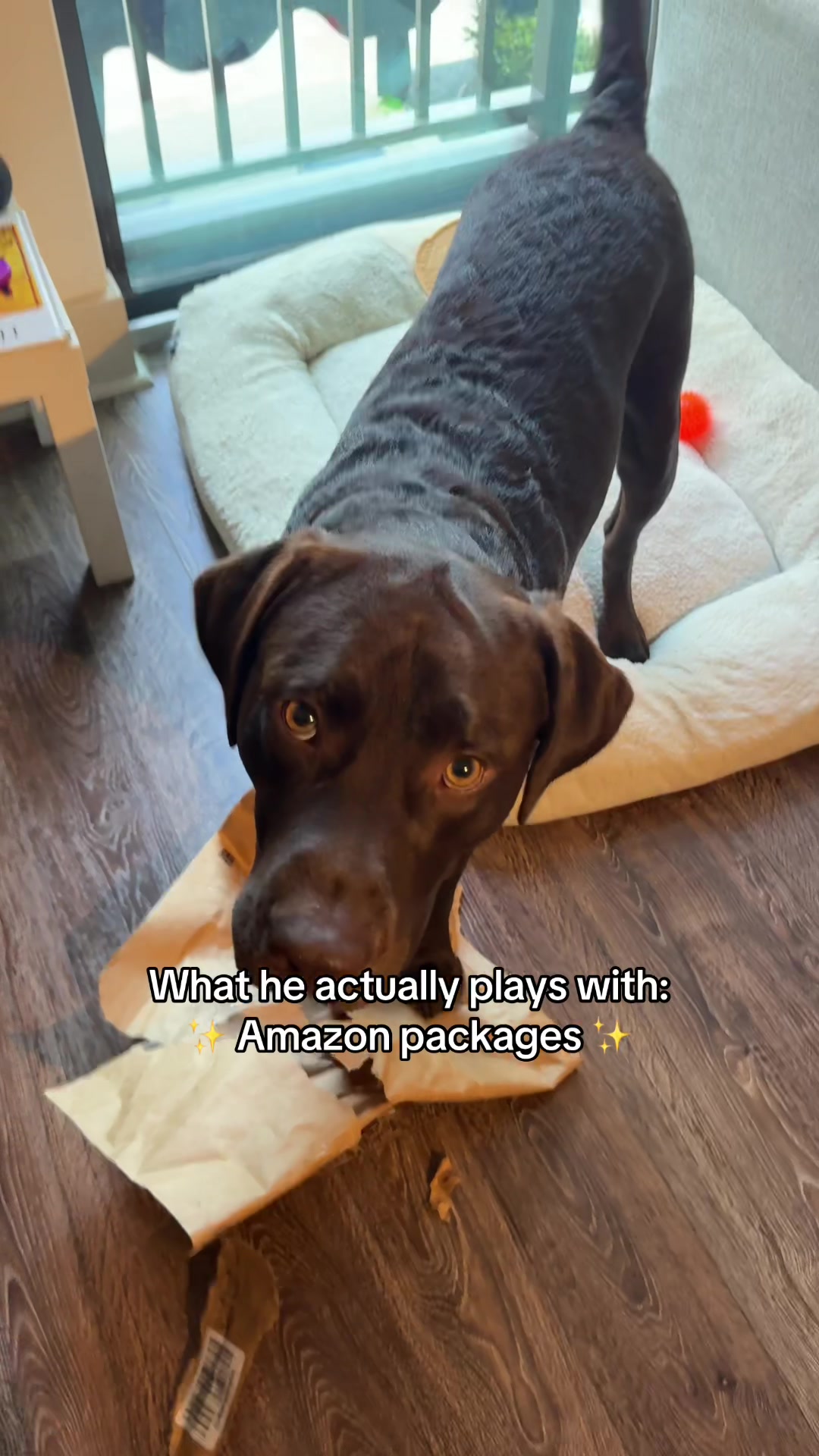 @Bruno Chocolate Lab