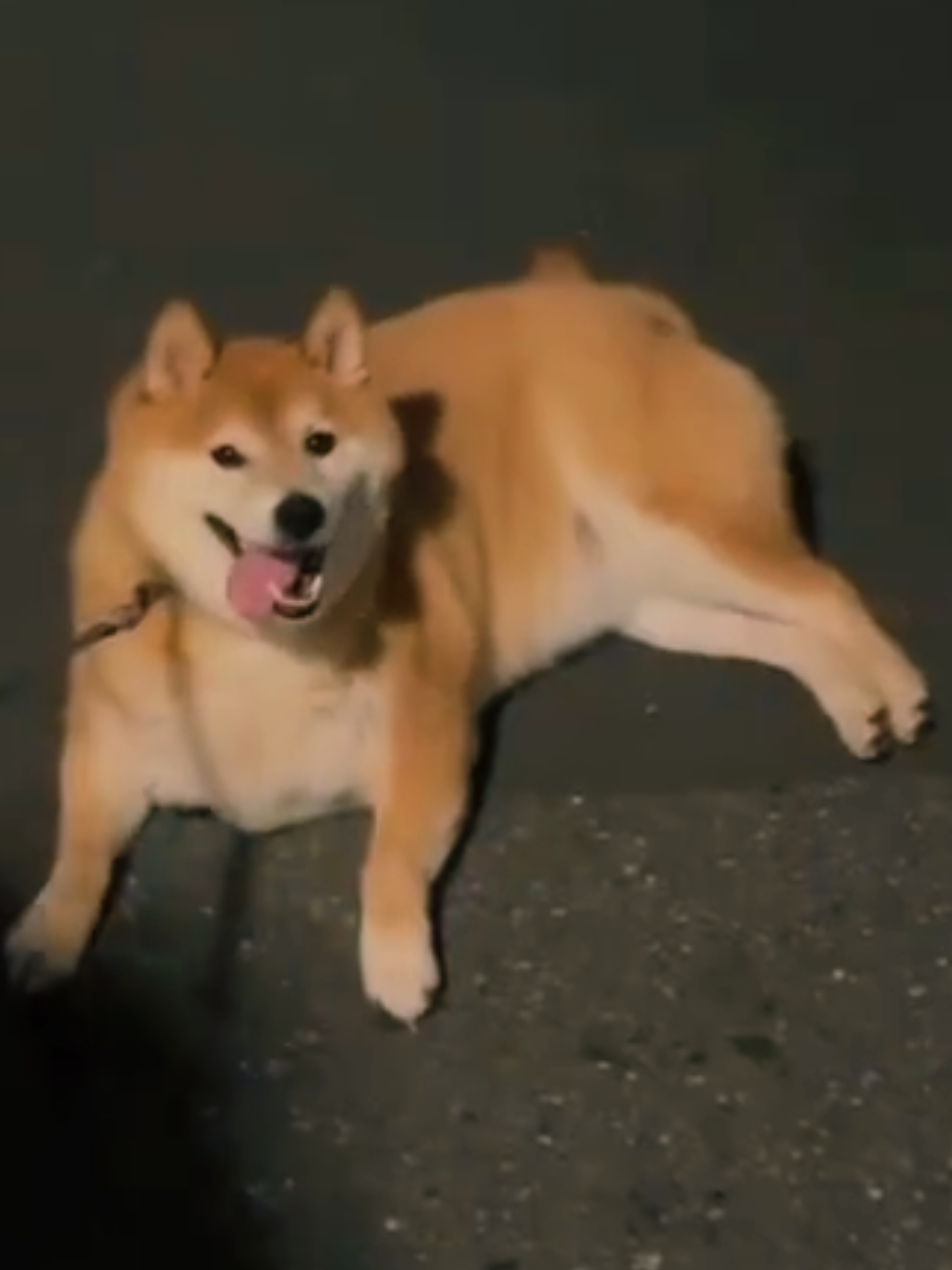 @柴犬とんこつ