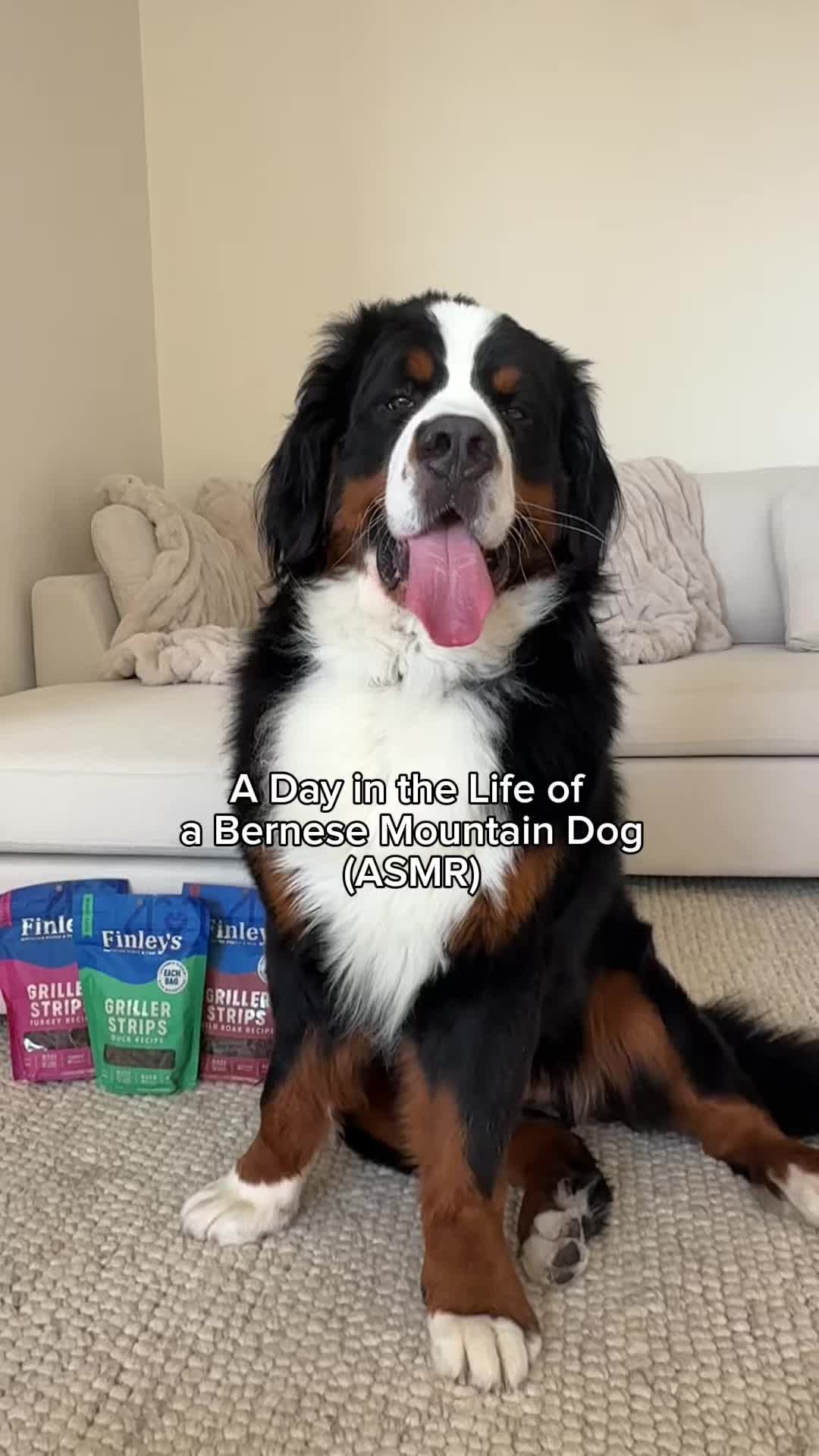 @CJ The Bernese