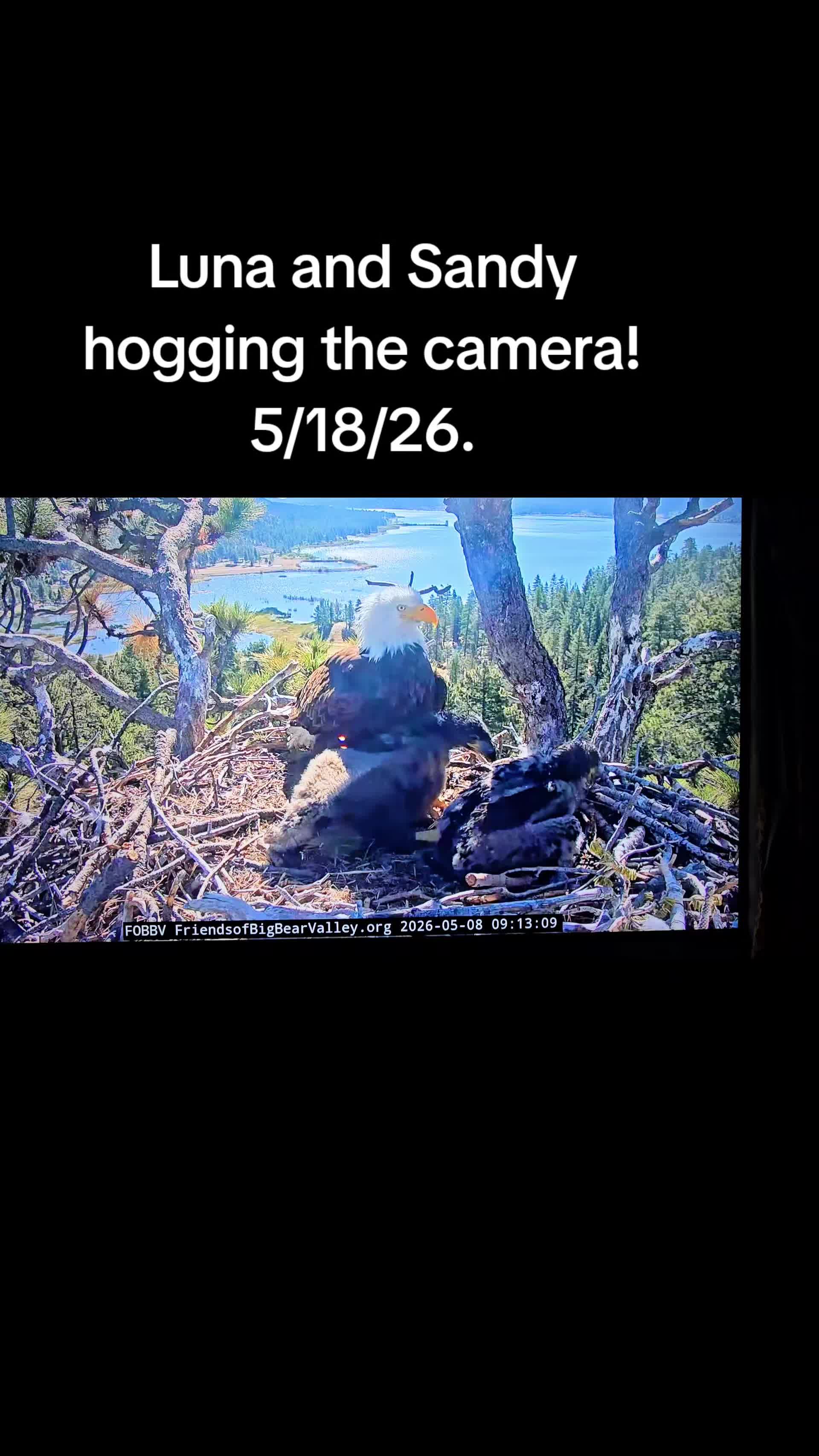@llovelylenore🦅🦅🦅🦅