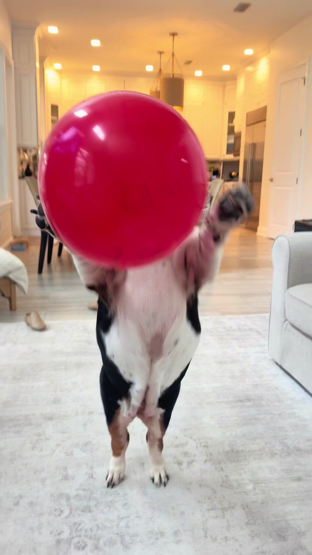 @🐾BillieBasset🐾
