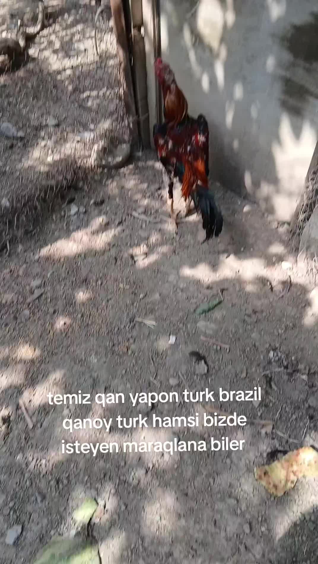 @HERATİ SATİŞİ