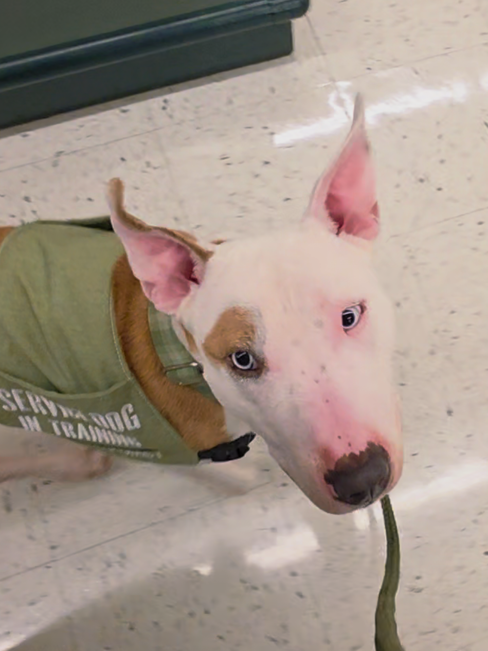@Canine Wonders Training