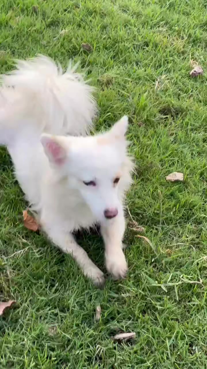 @PETS LOVER 🐕