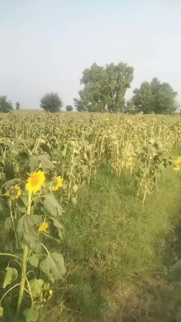 @M Afzal Solgi 83