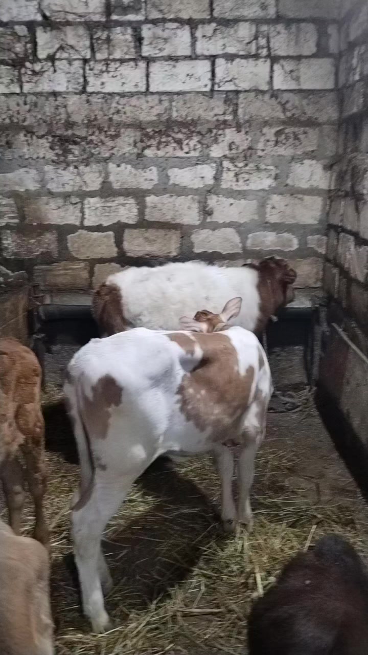 @Сарван 02