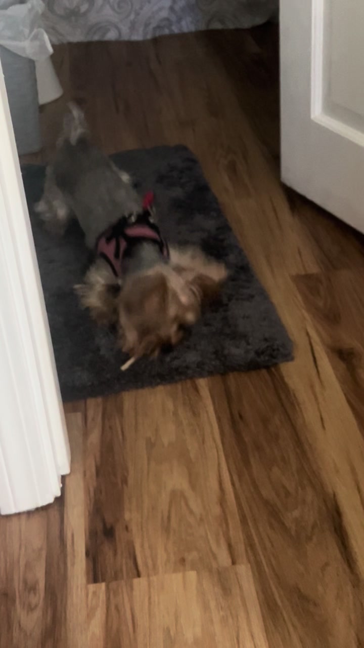 @💎Mia💎Yorkie💎