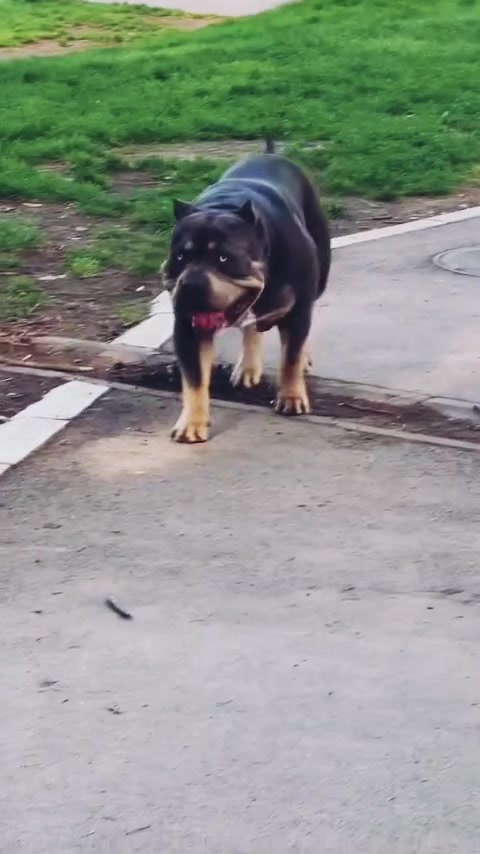 @serbianbully