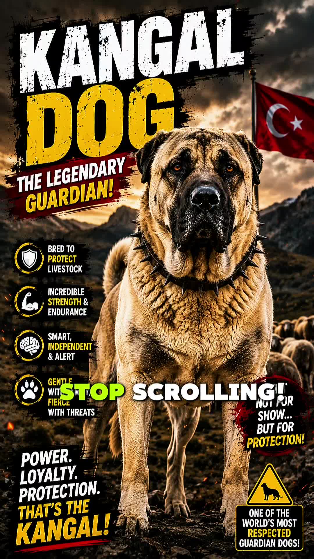 @animolfacts