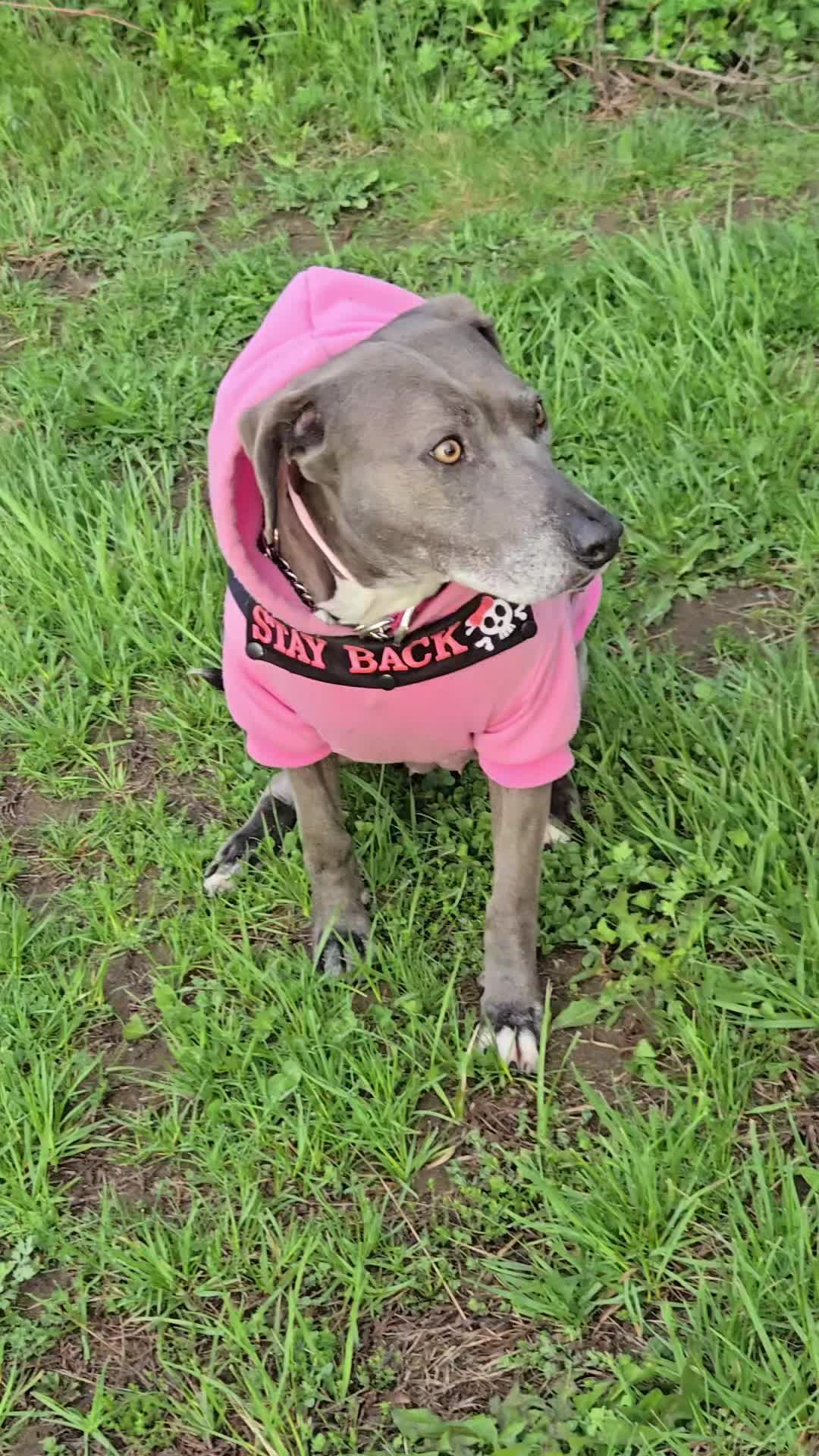 @Fourlow k9