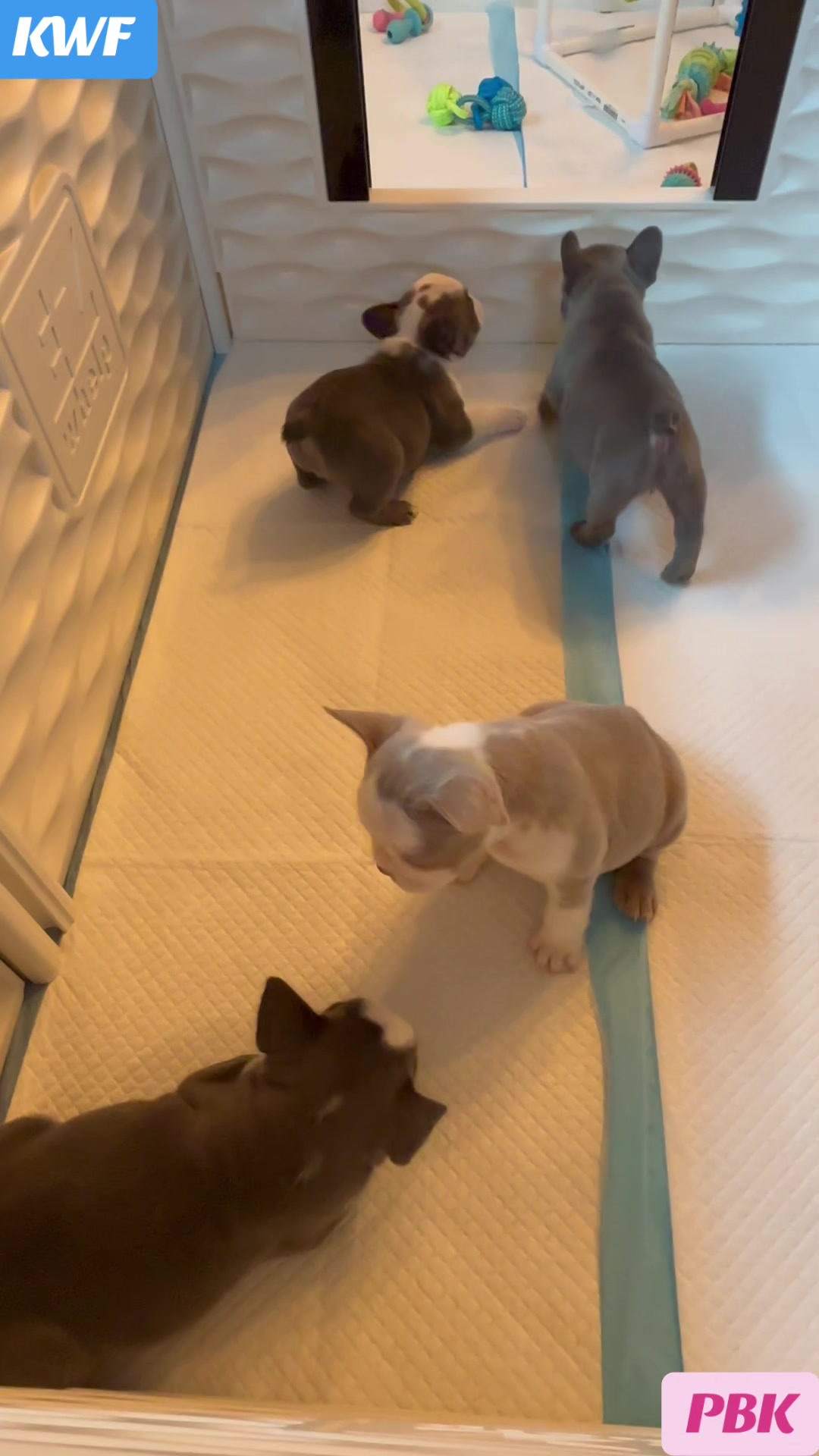 @prettyboykennels