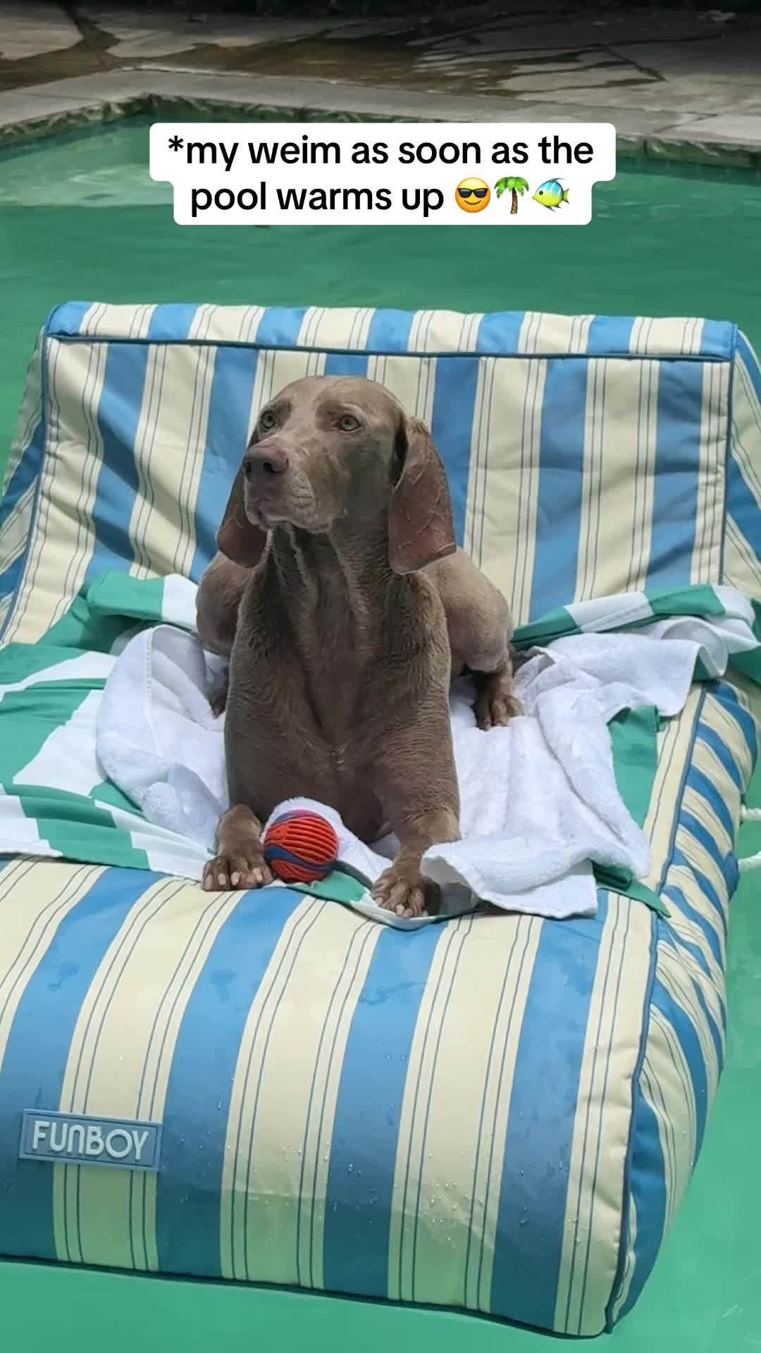 @Zoey the Weim