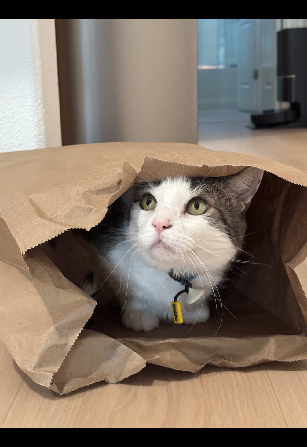 @Mimi Wawa Meow