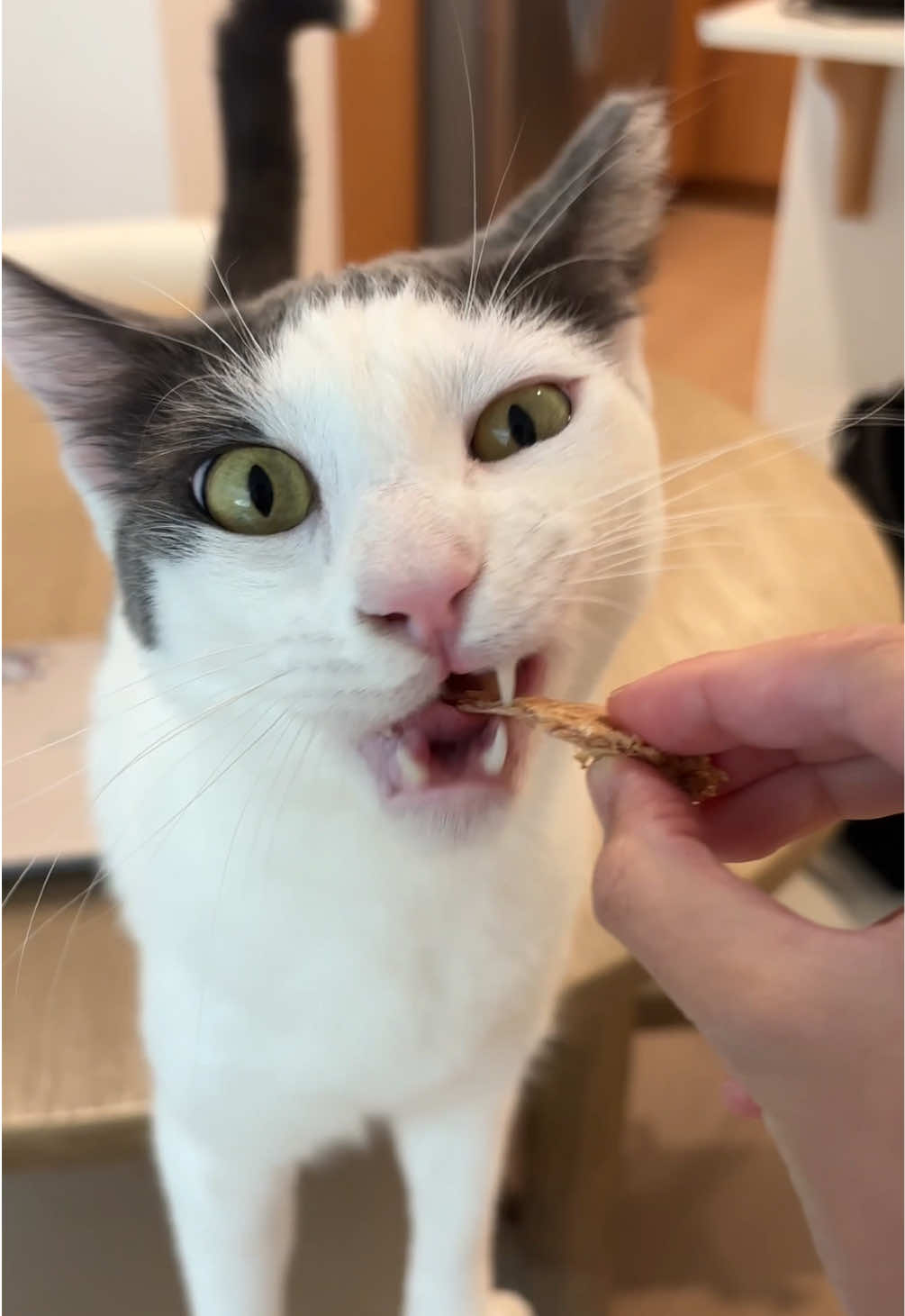 @Mimi Wawa Meow