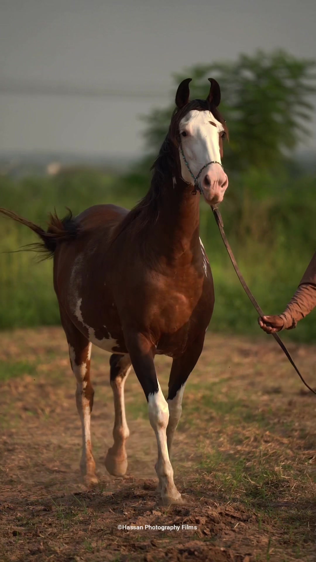 @SUNRISE STUD FARMS RAWALPINDI