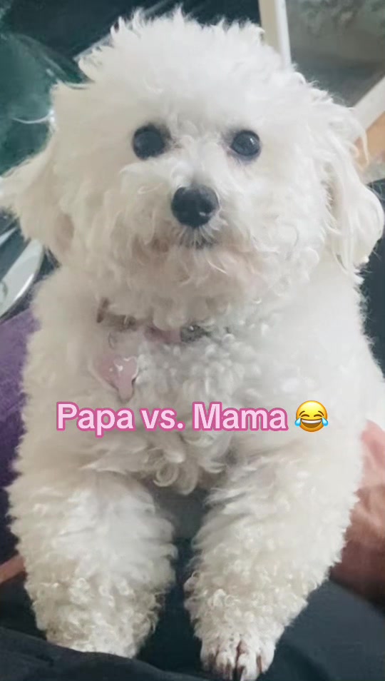 @profetrivella