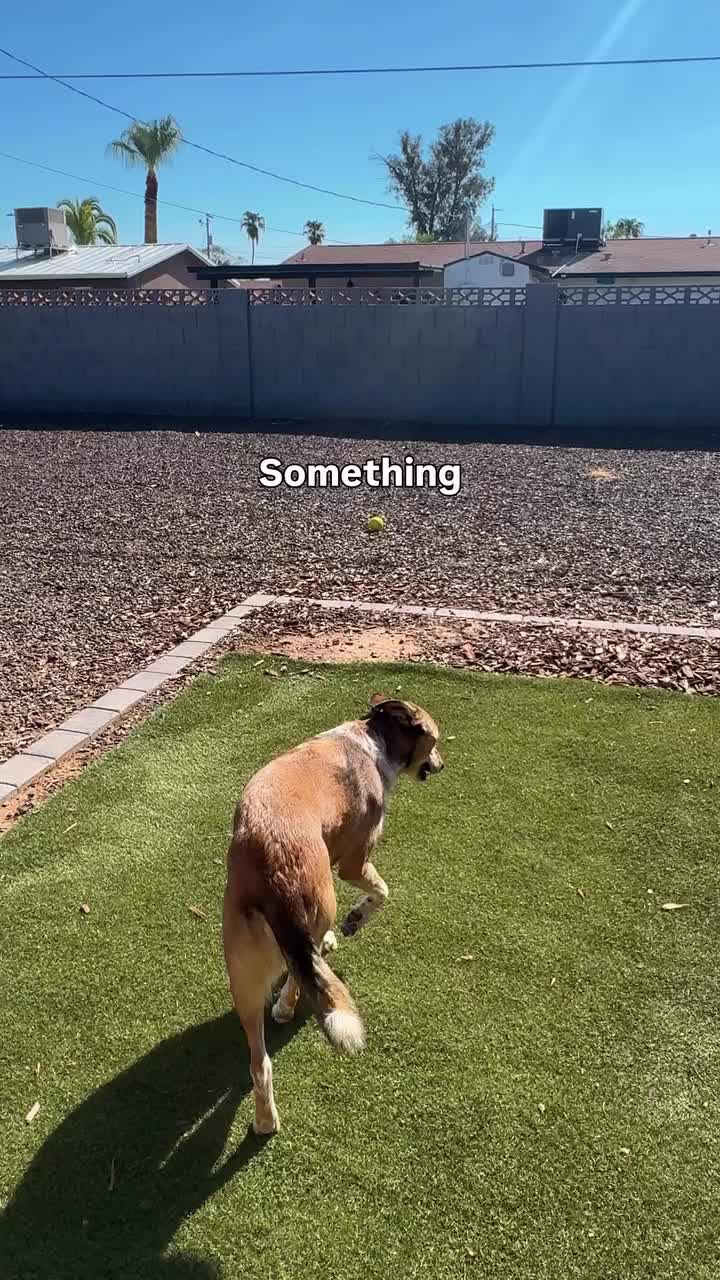 @Marissa | K9 Fitness Coach 🐾