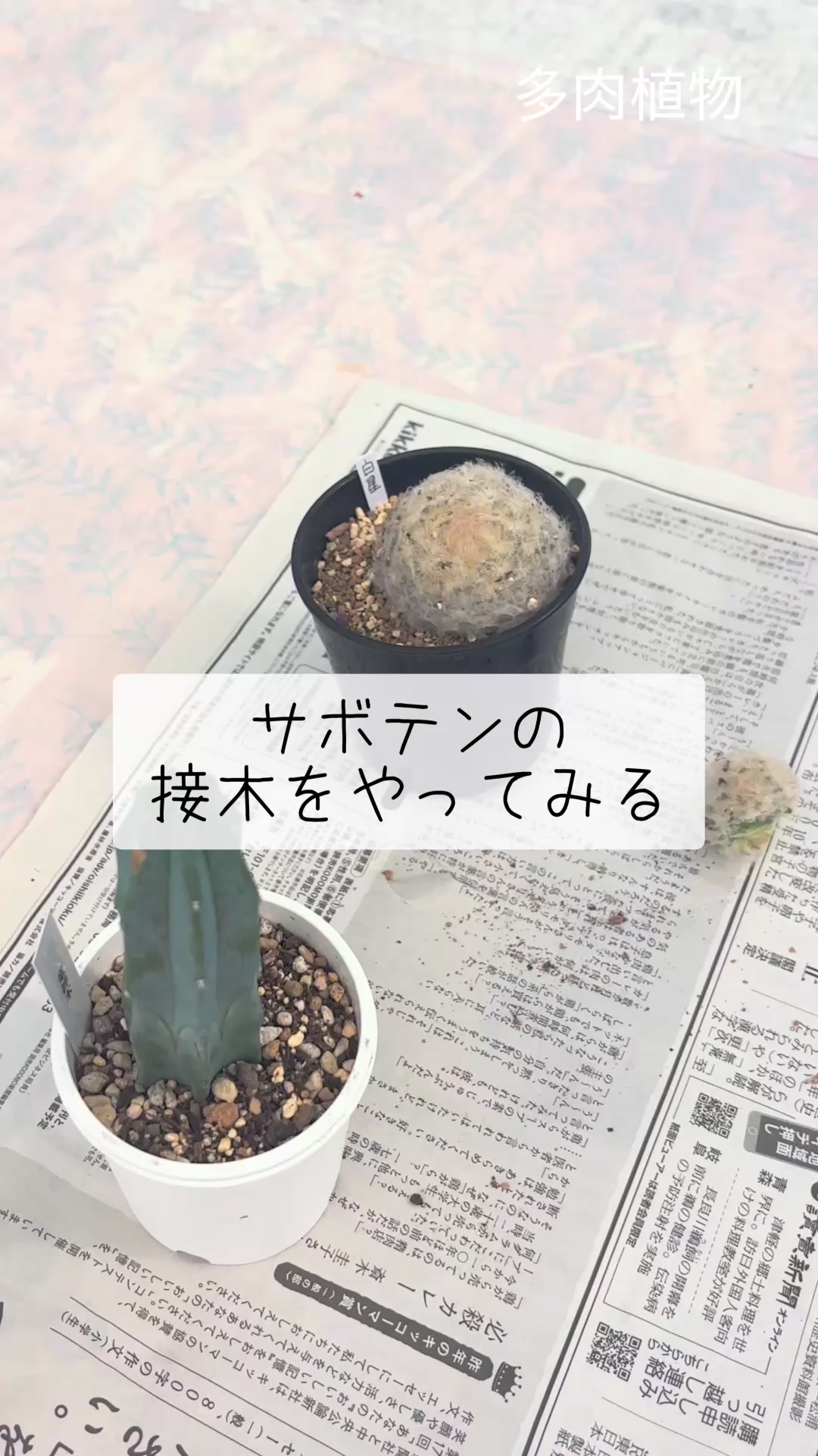 @さきゅまる~こぴとSHOP