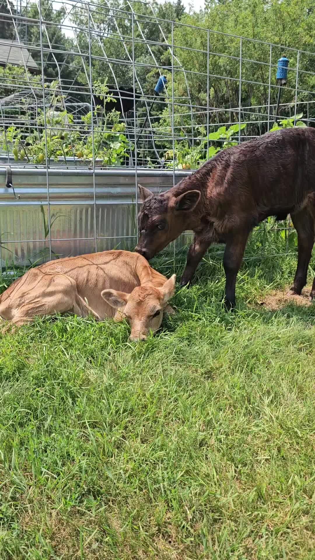 @Dakotafunnyfarm