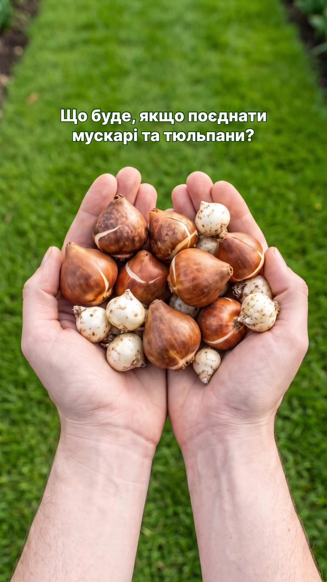 @FLORIUM – Мої Рослини
