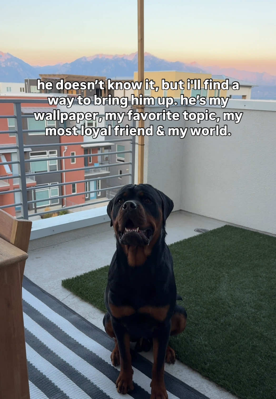 @Rex the Rottweiler