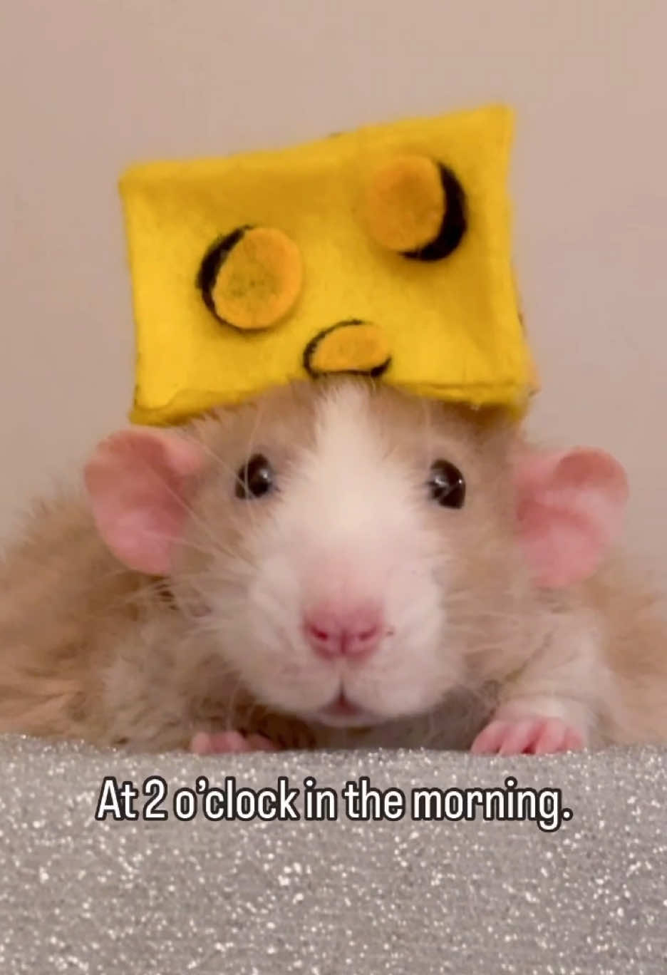 @RatsHaveFeelingsToo