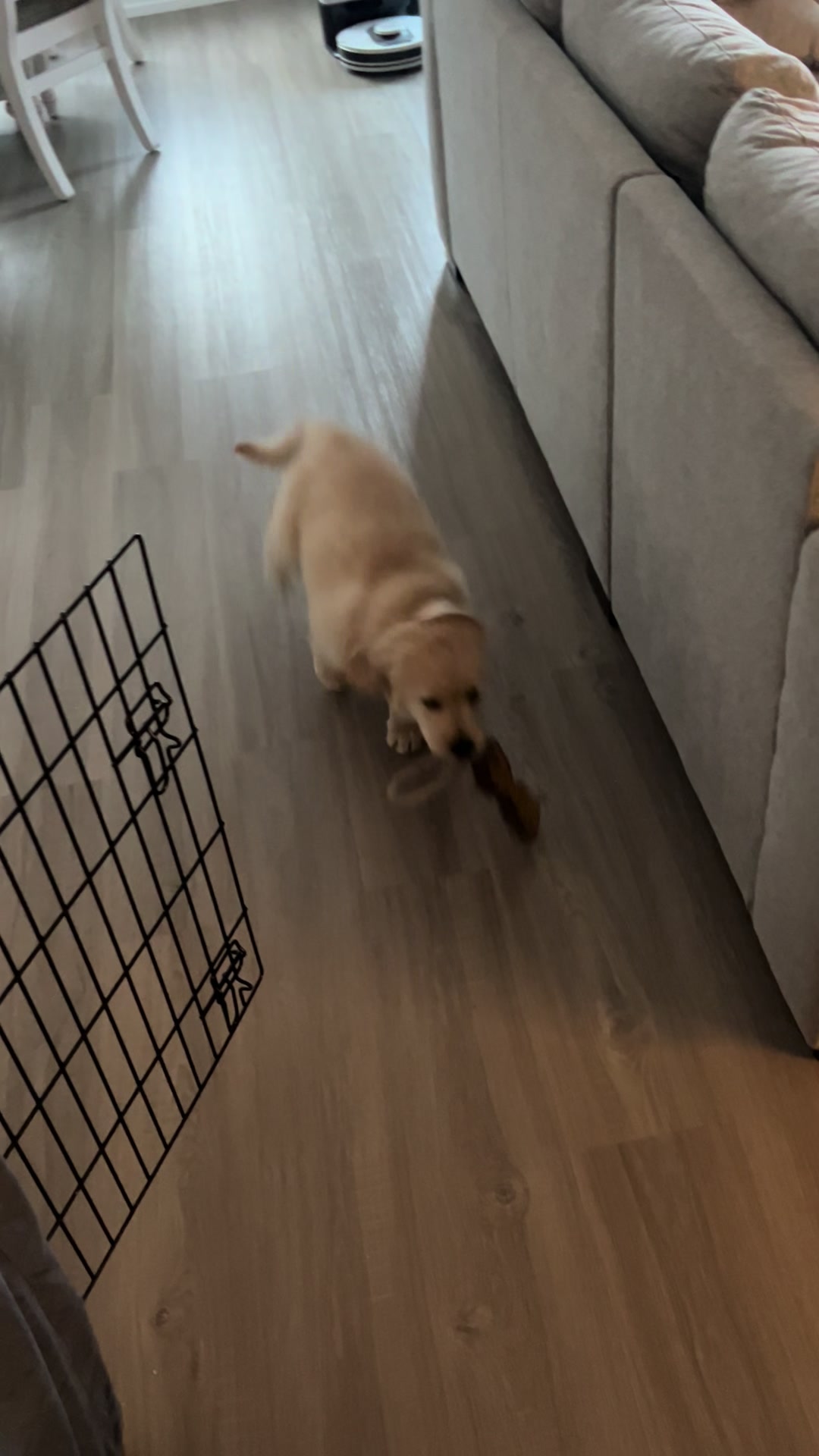 @Luca the Golden