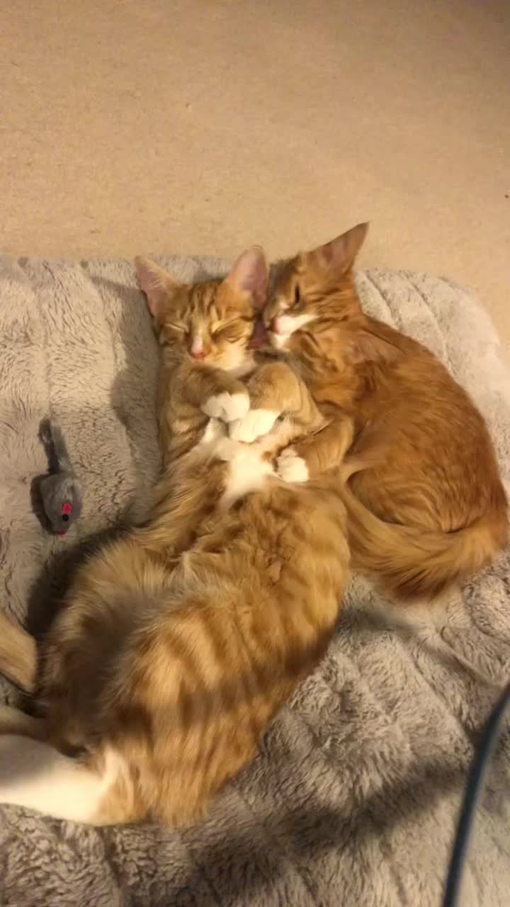 @Childless Cat Lady