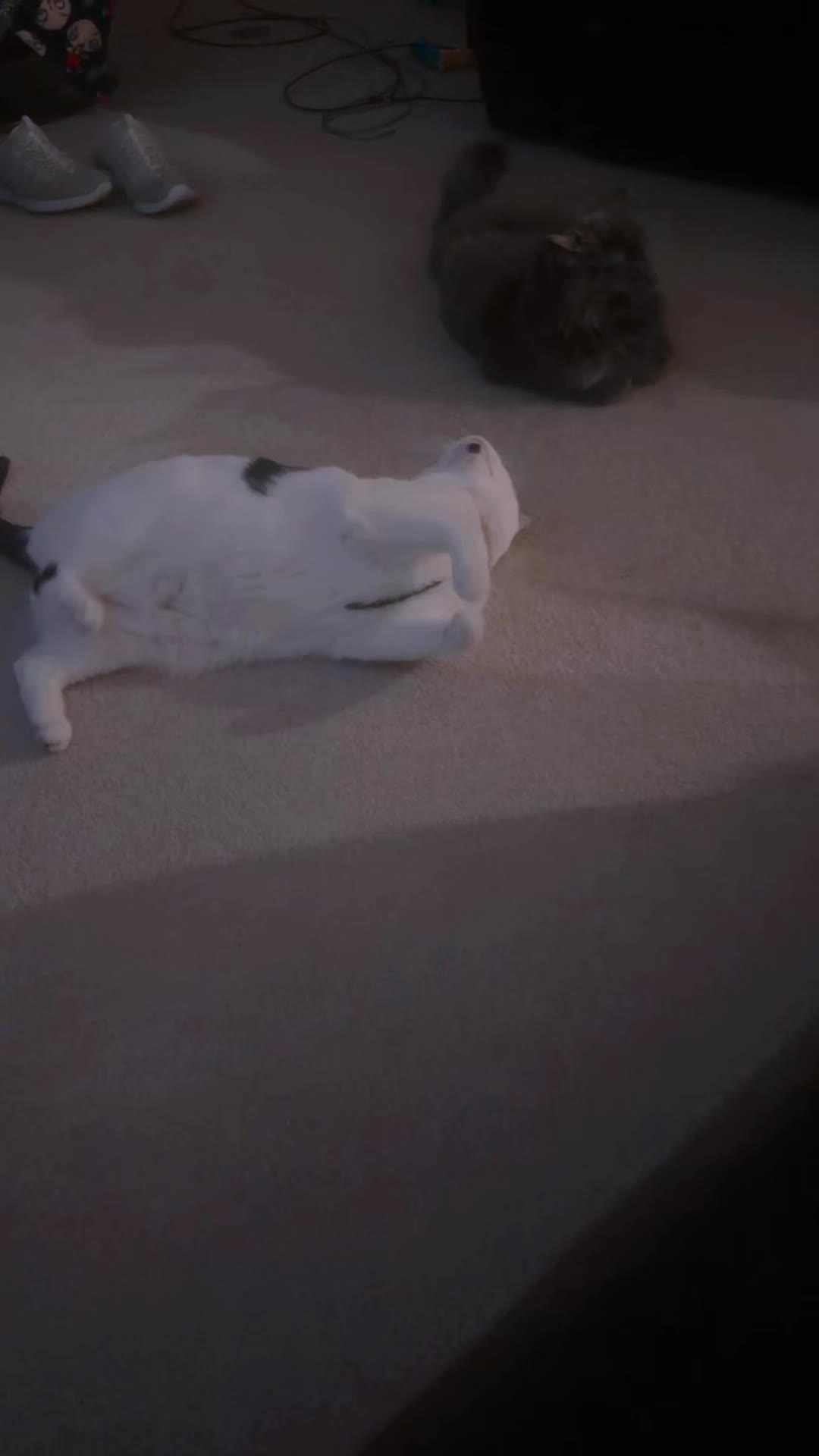 @𝙖𝙡𝙮𝙨𝙨𝙖ꨄ