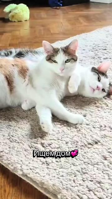 @Оля & Co🐈⬛🐈