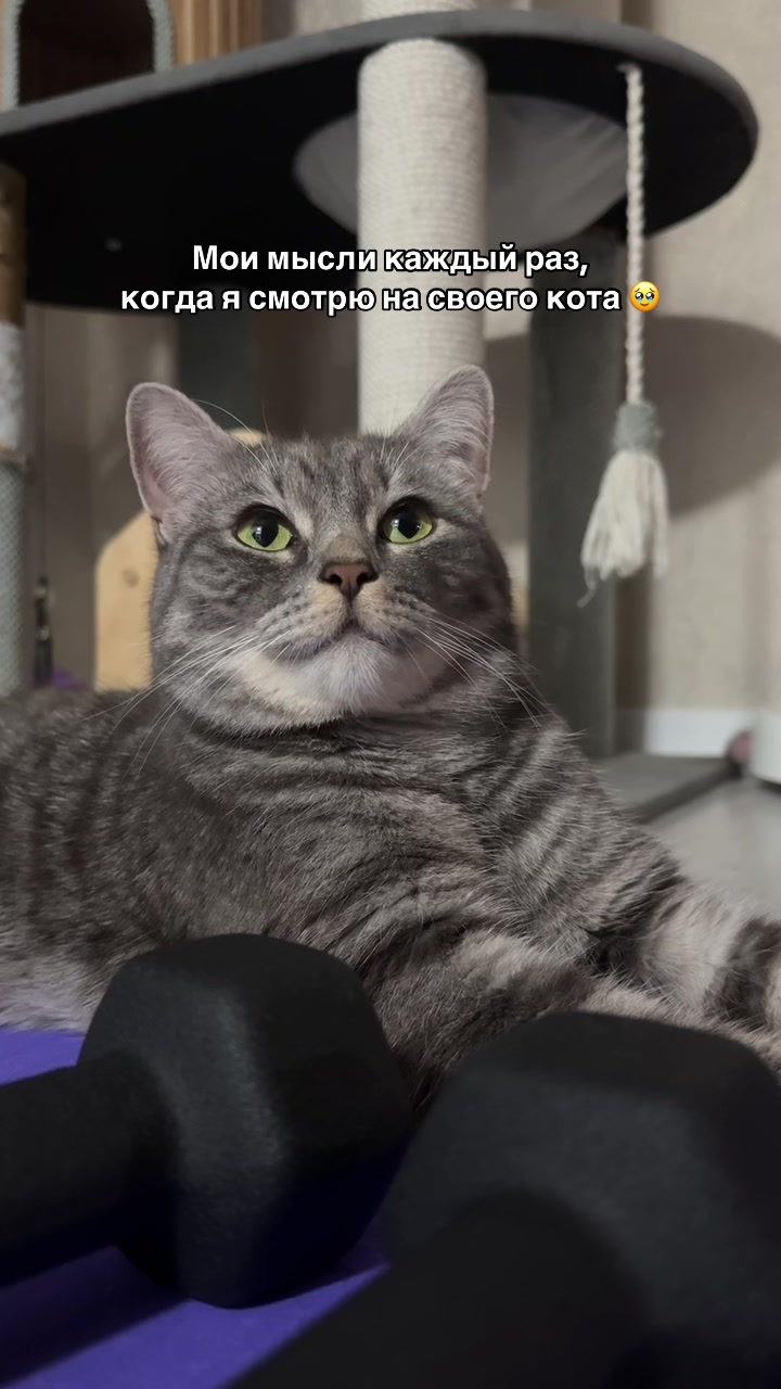 @Спасенные с улицы котики ❤️