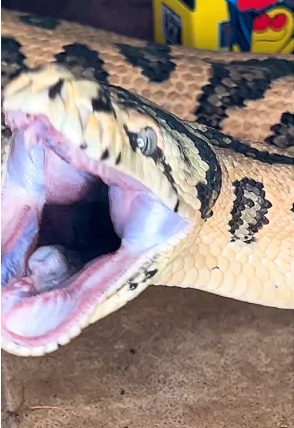 @🐍 Derricks Reptiles 🐍