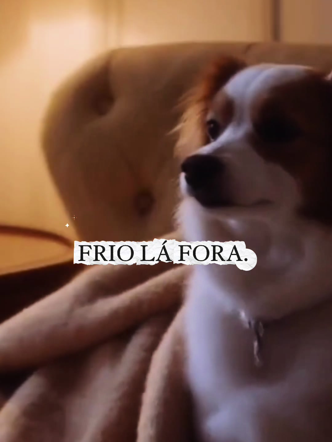 @Ninaboutiquepet