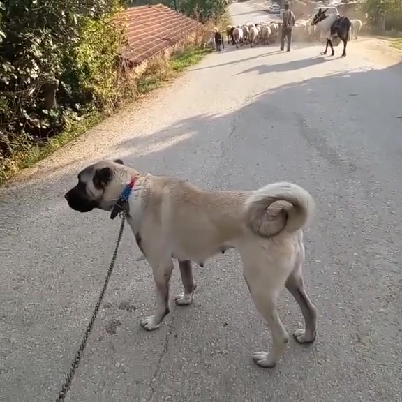 @👑 HERK&Uuml;LL👑