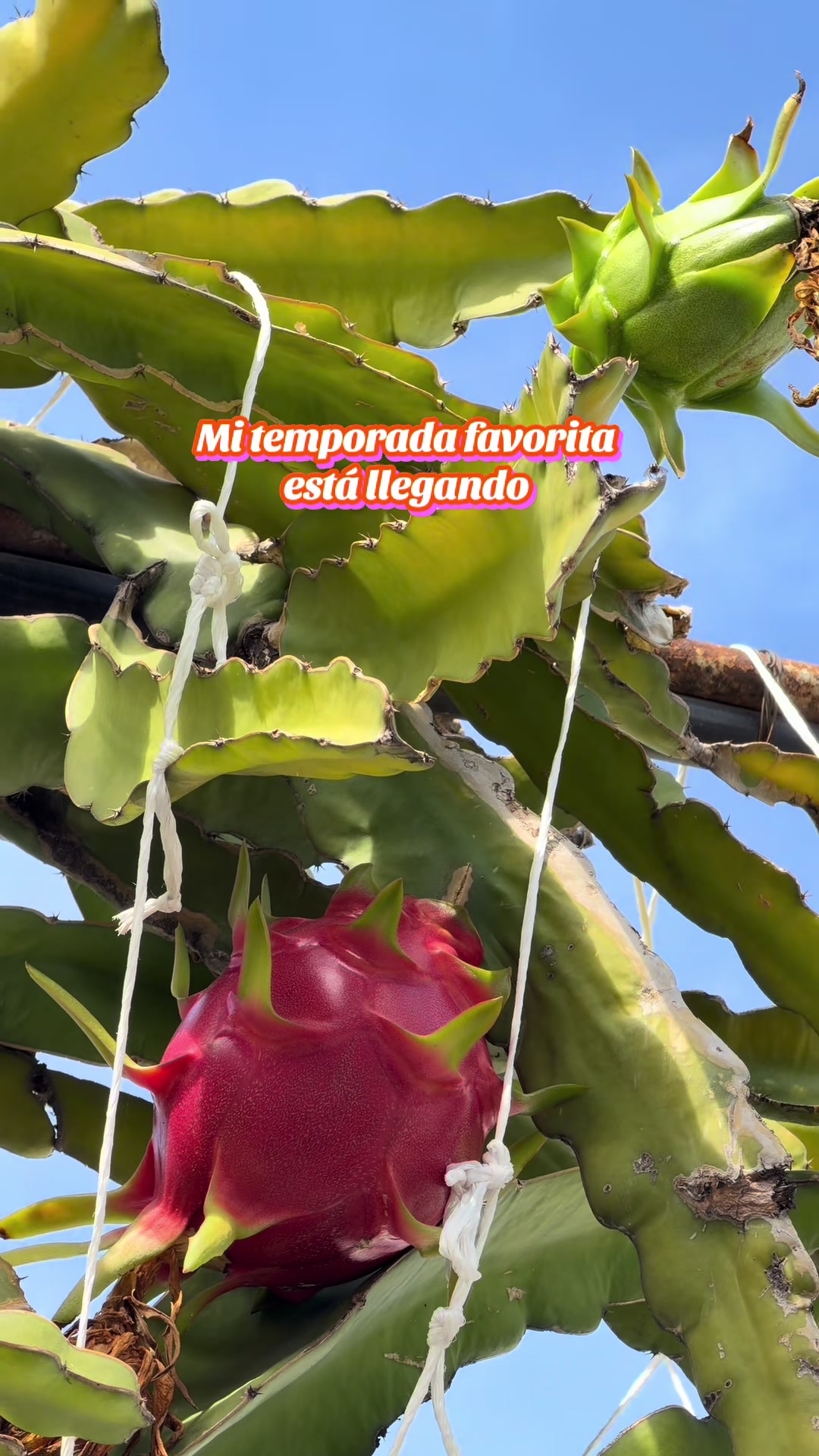 @Jaquelin GM 🌺