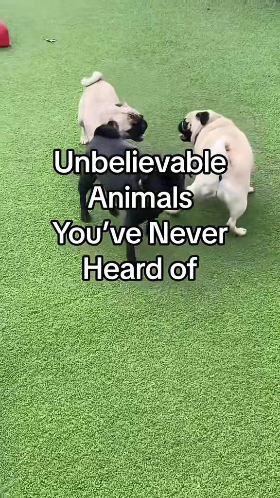 @Canine College