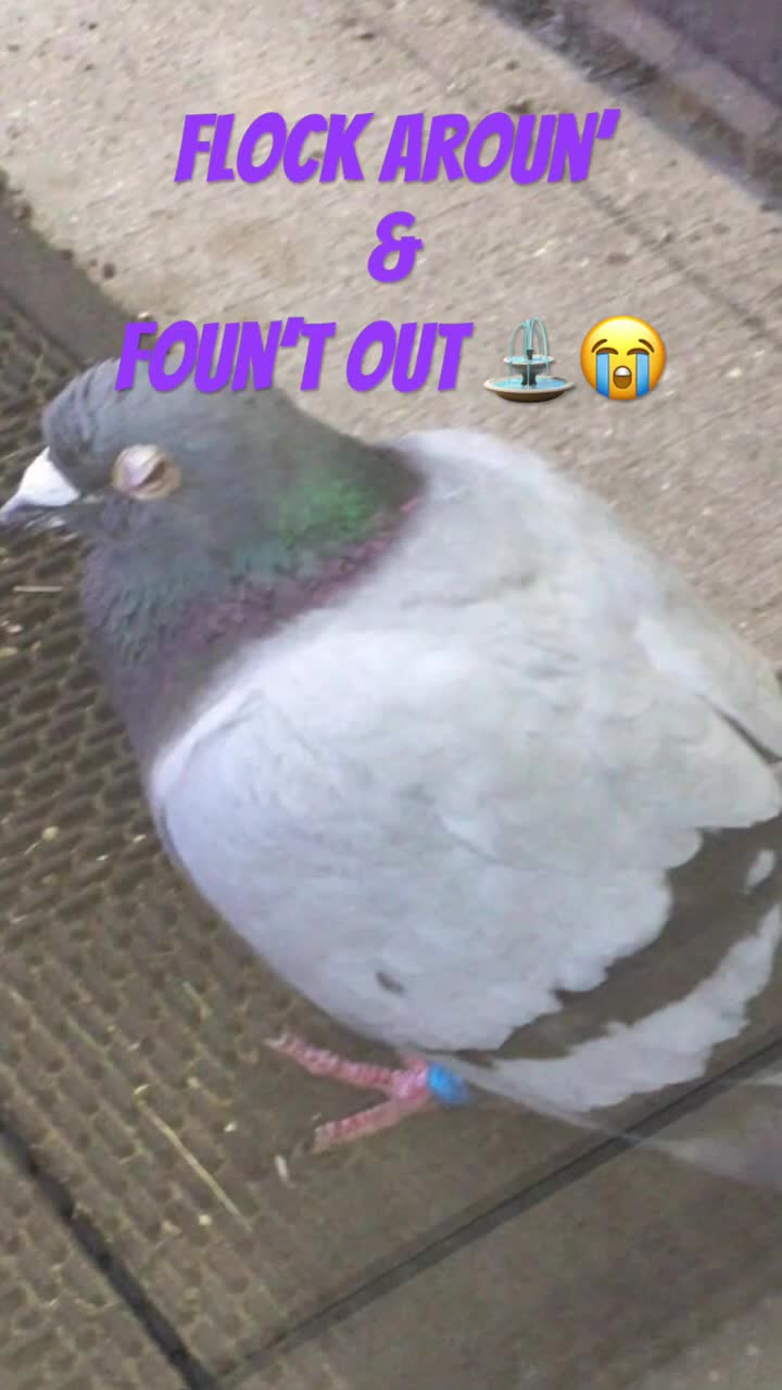 @Ar2roTV