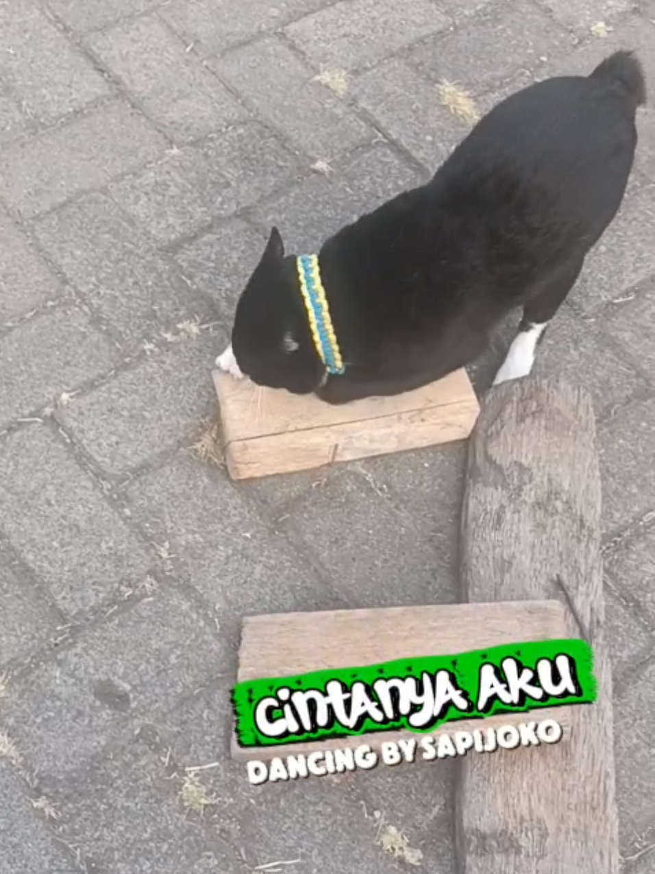 @sapijoko