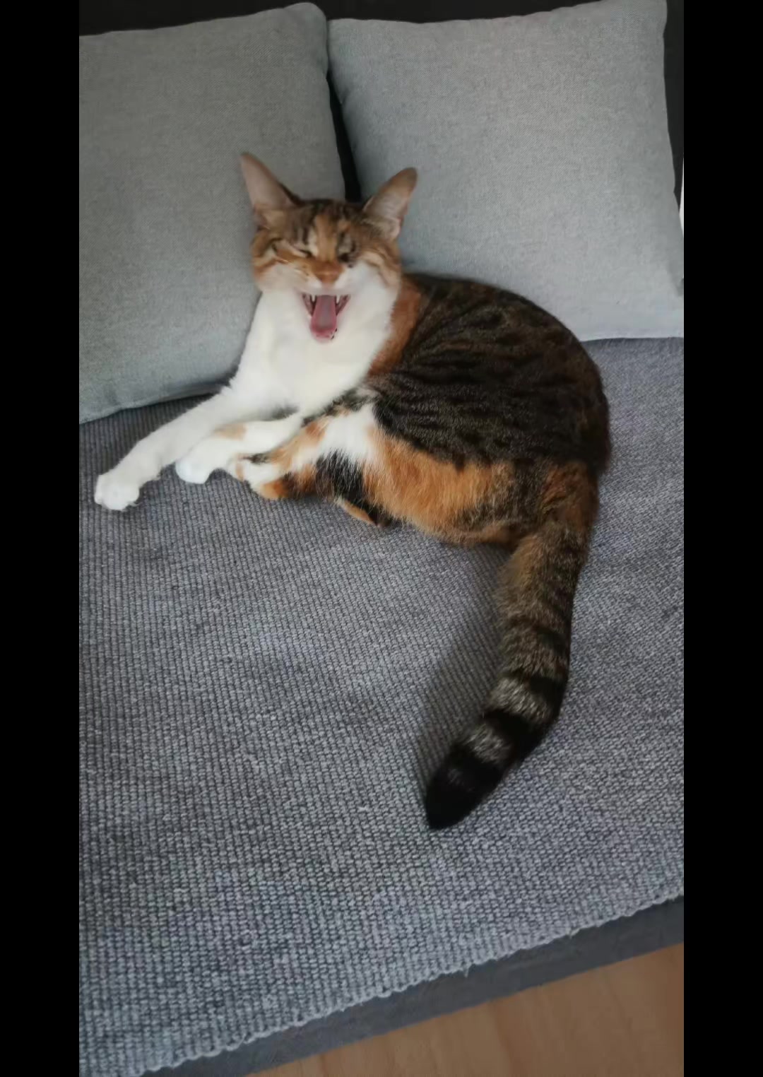 @cats&dogs)