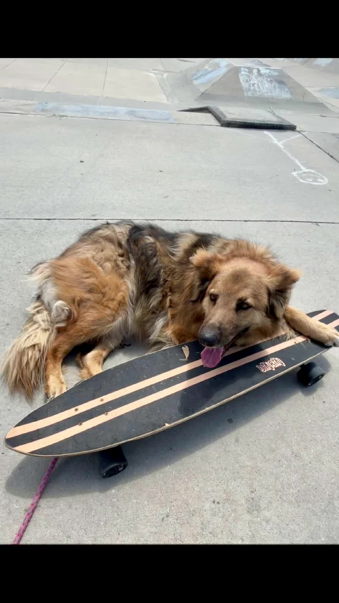@chaser.buddy