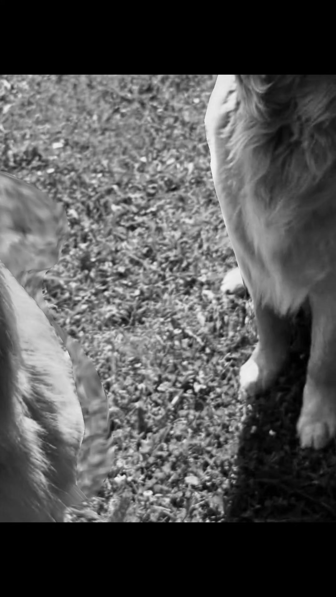 @Awesome Pawsome Ranch