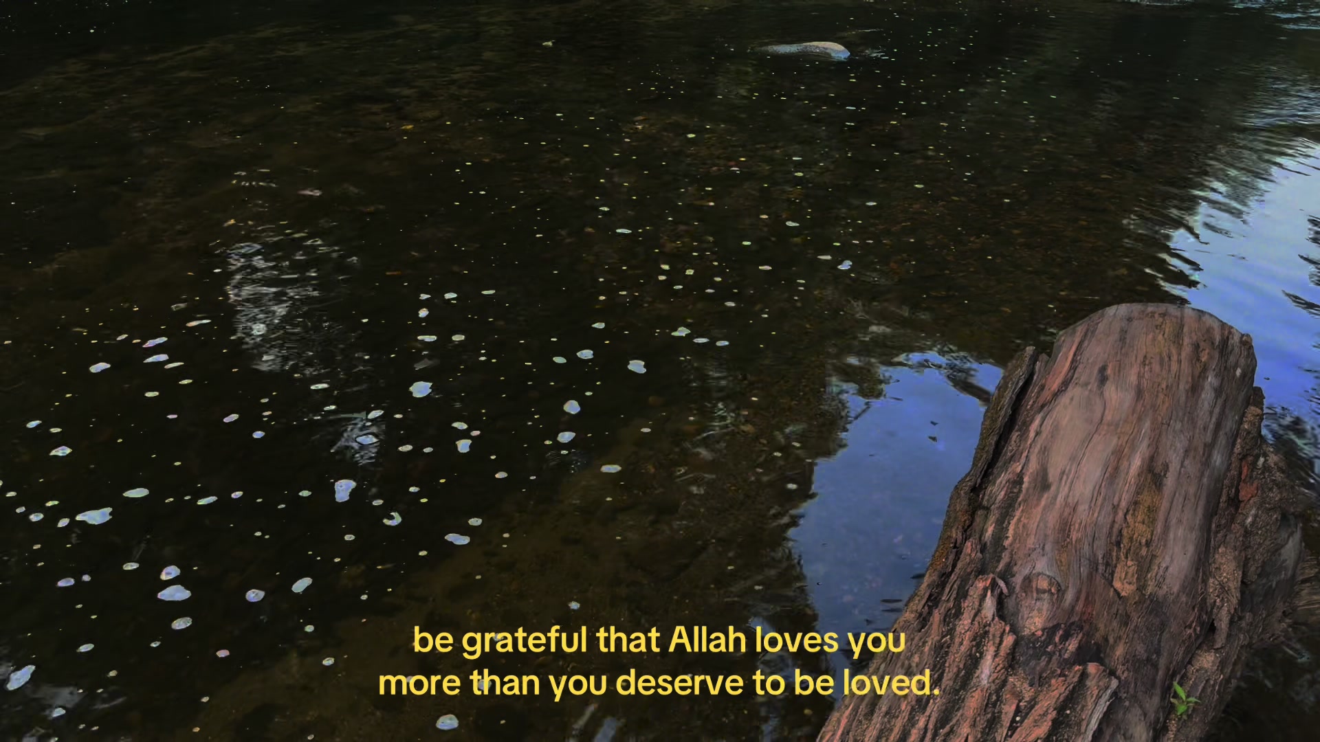 @gamal