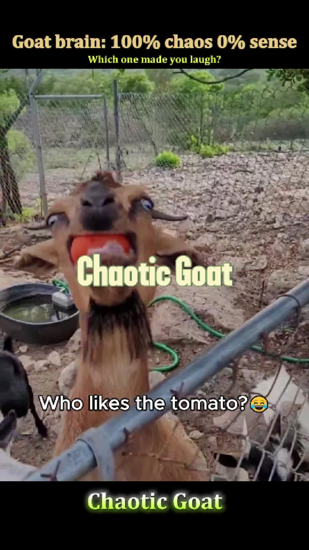 @Pet.humor5.USA