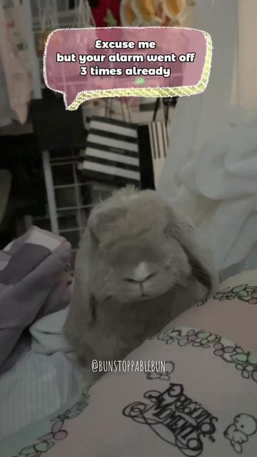 @BunBun, Mochi🌈, Chewy