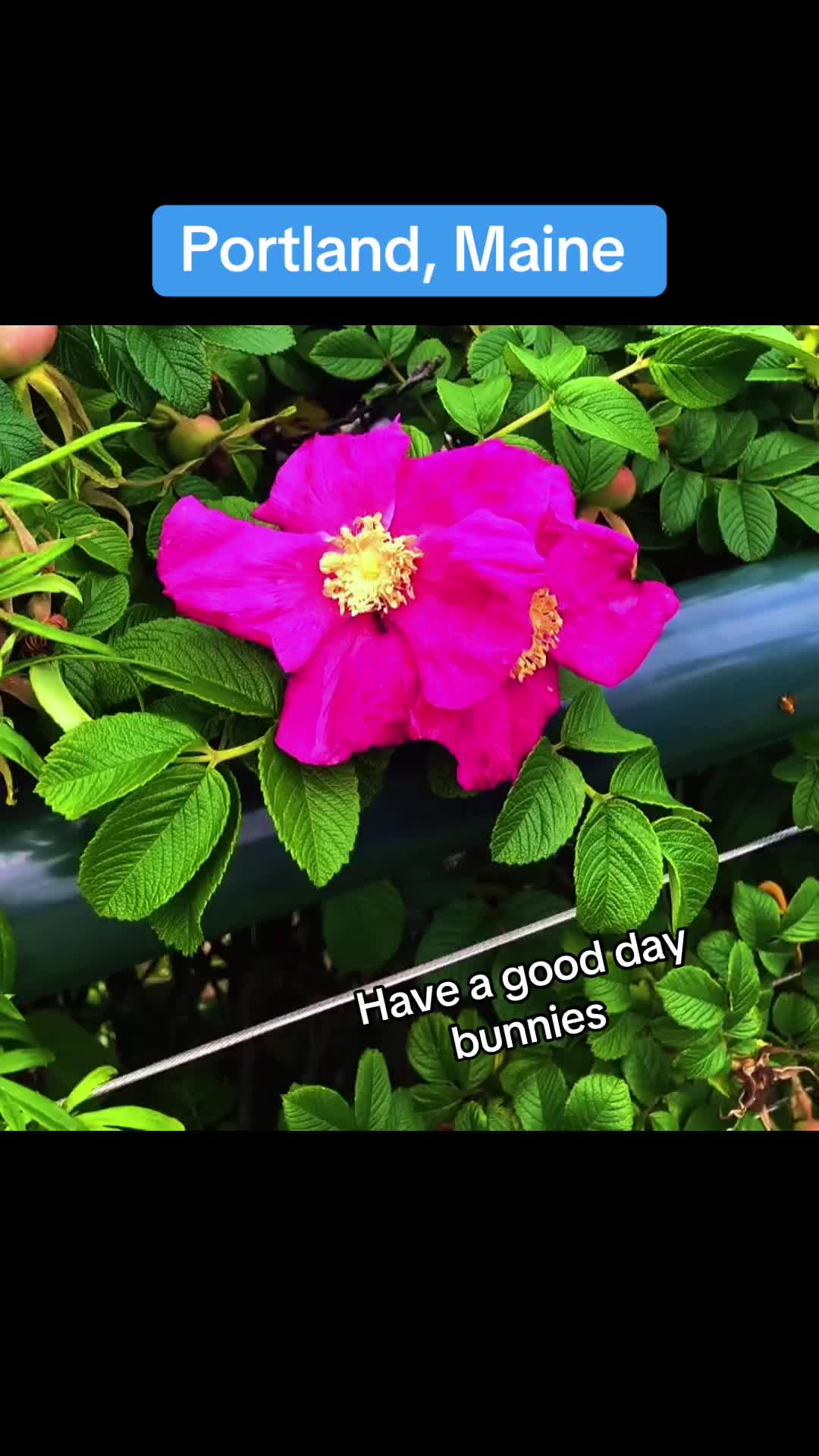 @Bunnytakesnotes1111