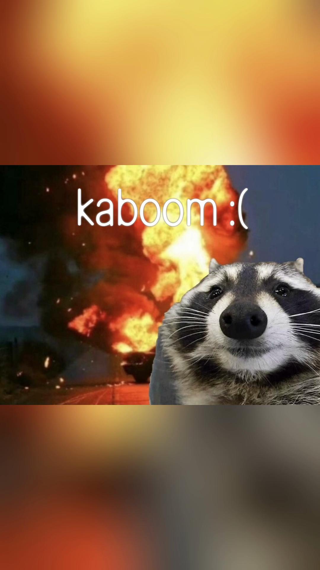 @Raccoon Music Videos