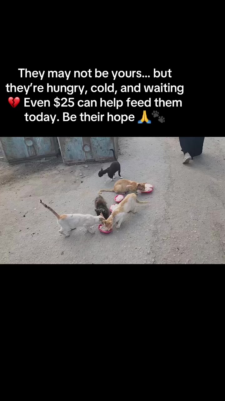 @Gaza Animal Rescue